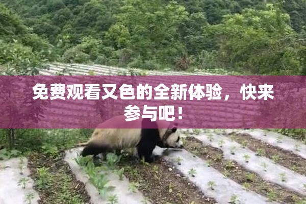 免费观看又色的全新体验，快来参与吧！