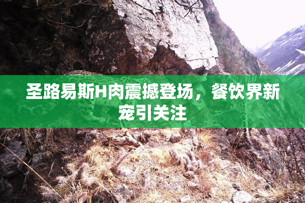 圣路易斯H肉震撼登场，餐饮界新宠引关注