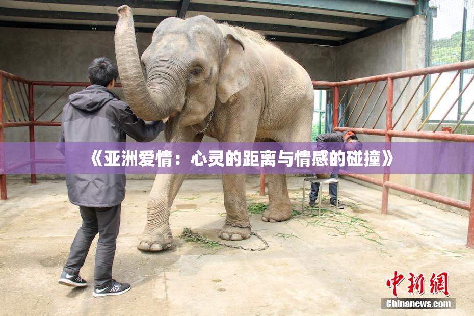 《亚洲爱情：心灵的距离与情感的碰撞》