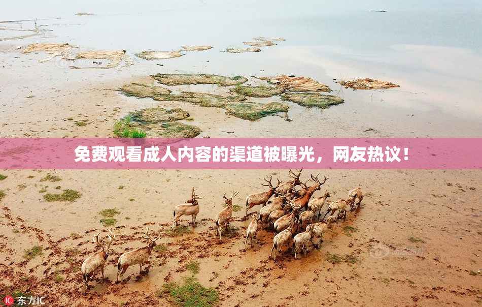免费观看成人内容的渠道被曝光，网友热议！