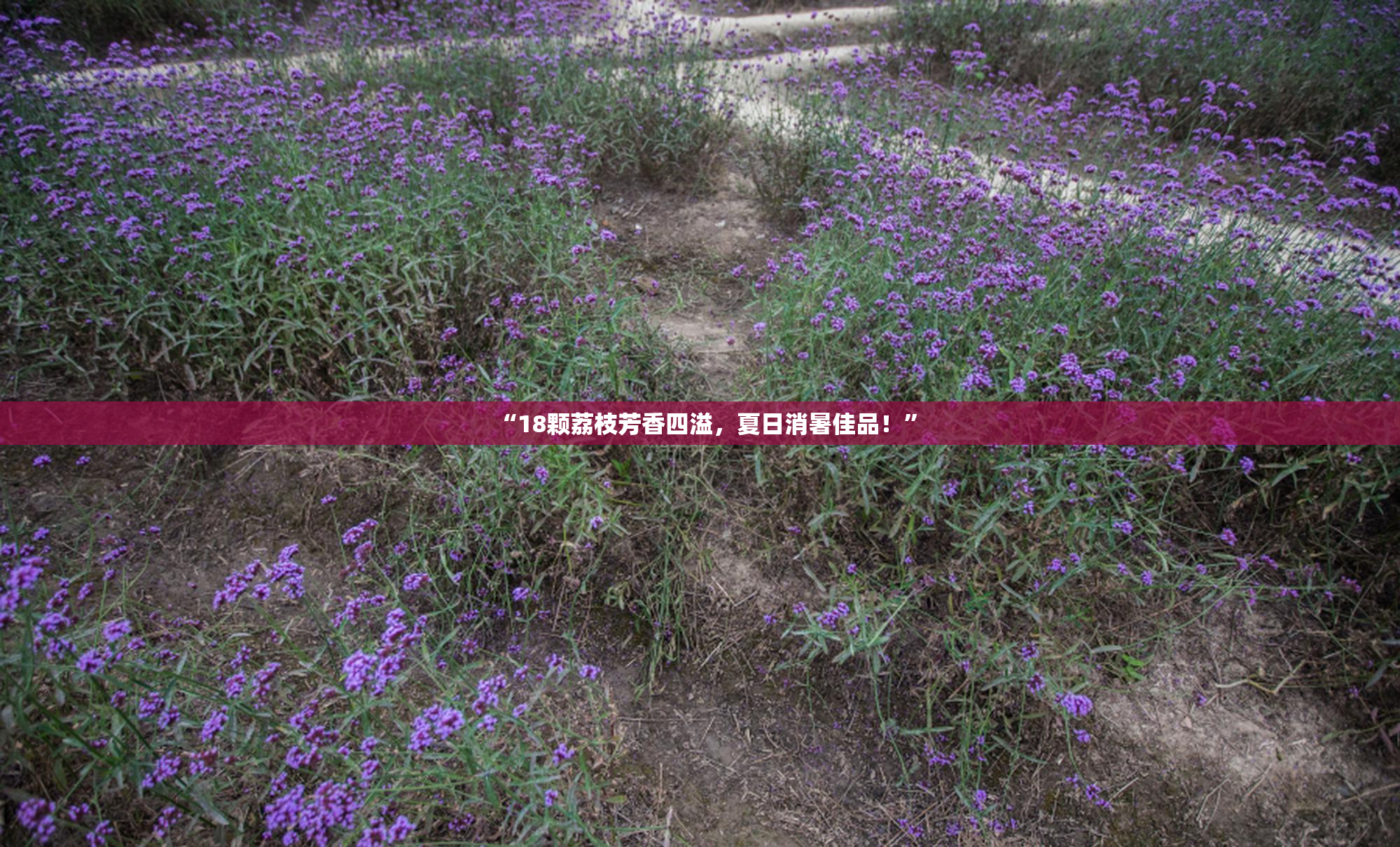 “18颗荔枝芳香四溢，夏日消暑佳品！”