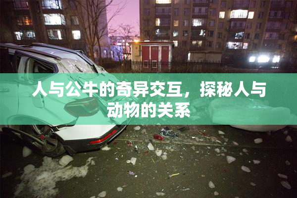 人与公牛的奇异交互，探秘人与动物的关系