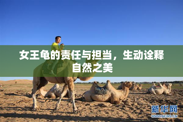 女王龟的责任与担当，生动诠释自然之美