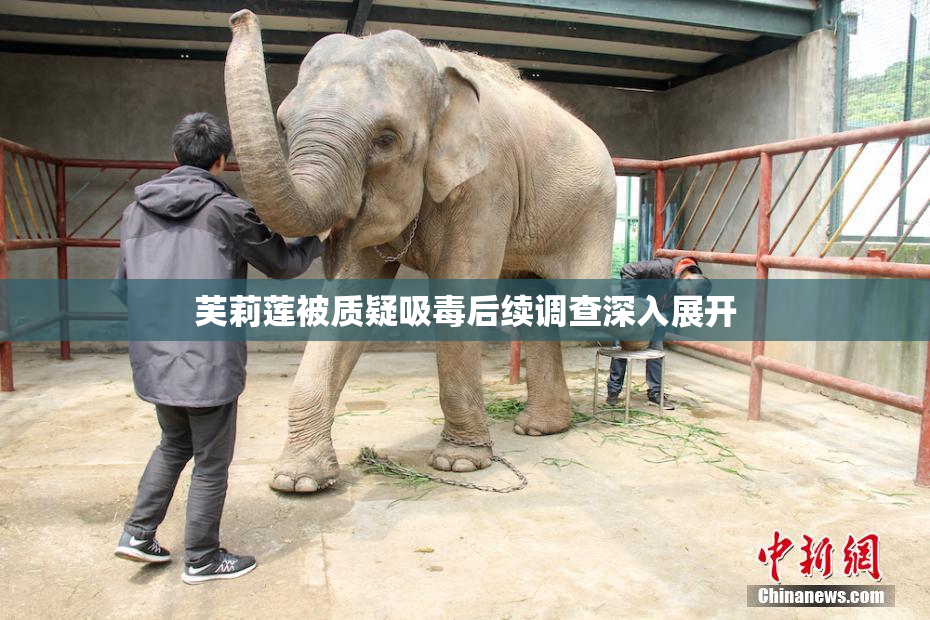 芙莉莲被质疑吸毒后续调查深入展开