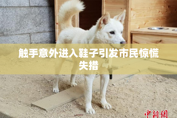 触手意外进入鞋子引发市民惊慌失措