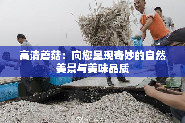 高清蘑菇：向您呈现奇妙的自然美景与美味品质