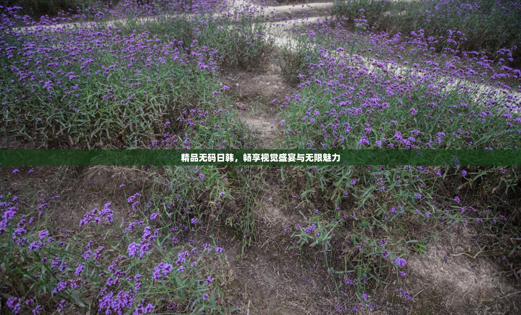 精品无码日韩，畅享视觉盛宴与无限魅力