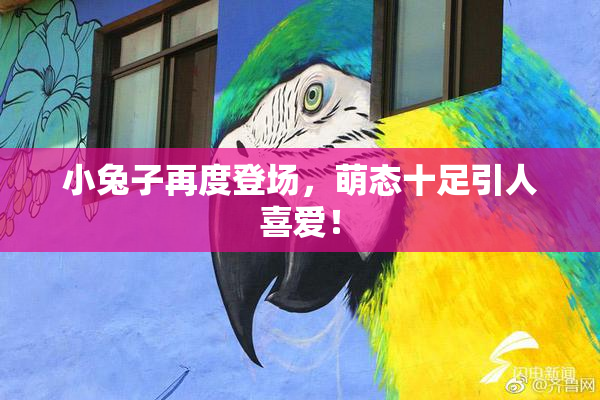 小兔子再度登场，萌态十足引人喜爱！
