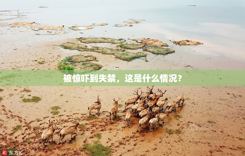 被惊吓到失禁，这是什么情况？