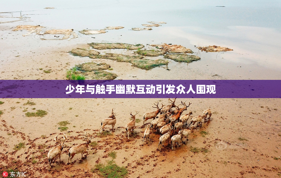 少年与触手幽默互动引发众人围观