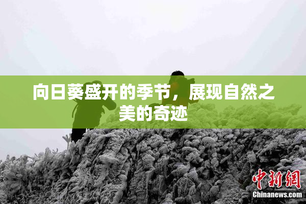 向日葵盛开的季节，展现自然之美的奇迹