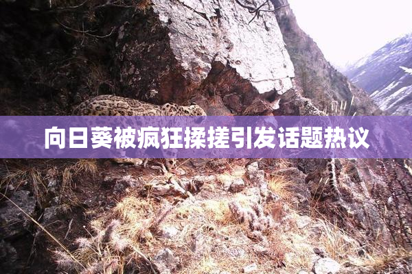 向日葵被疯狂揉搓引发话题热议
