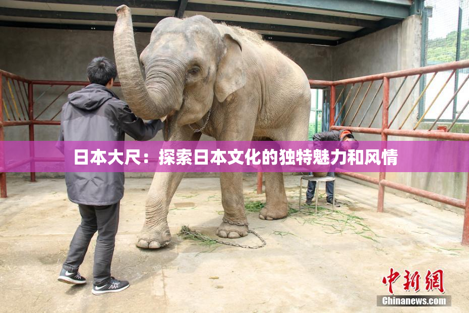 日本大尺：探索日本文化的独特魅力和风情