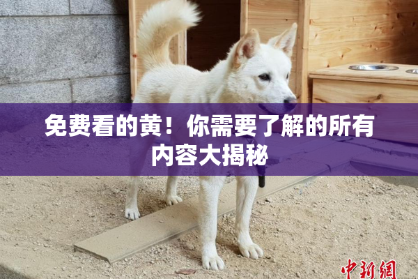 免费看的黄！你需要了解的所有内容大揭秘