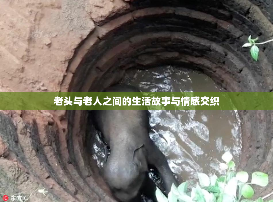 老头与老人之间的生活故事与情感交织