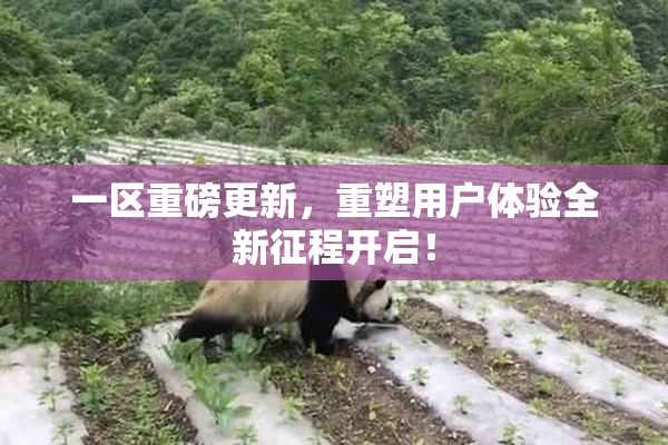 一区重磅更新，重塑用户体验全新征程开启！