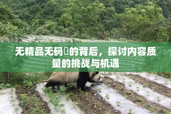 无精品无码囯的背后，探讨内容质量的挑战与机遇