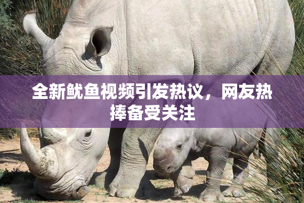 全新鱿鱼视频引发热议，网友热捧备受关注