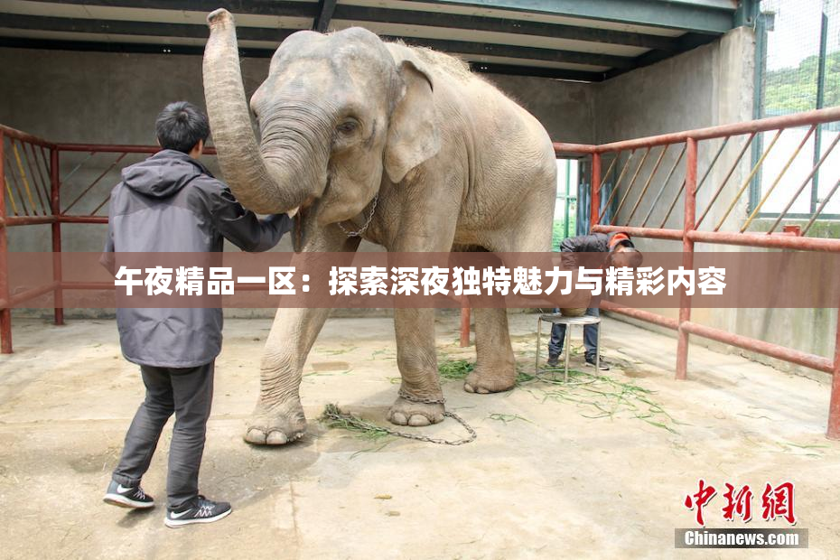 午夜精品一区：探索深夜独特魅力与精彩内容