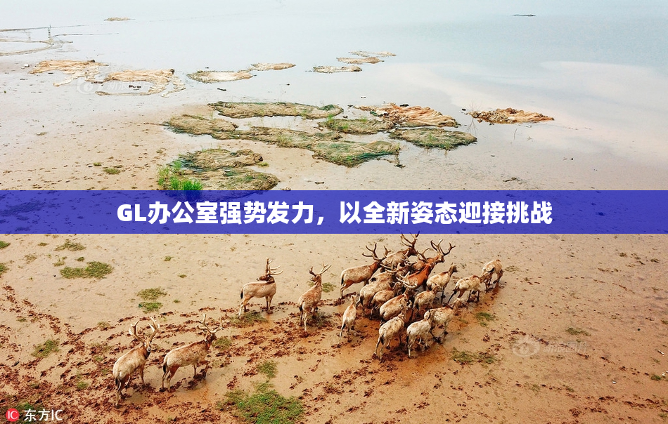 GL办公室强势发力，以全新姿态迎接挑战