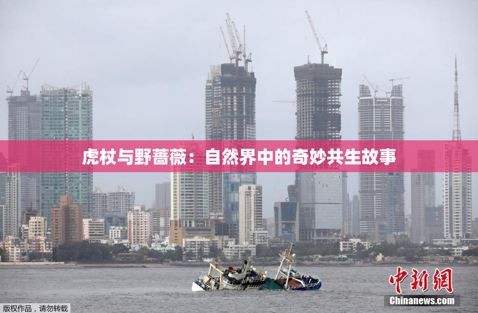 虎杖与野蔷薇：自然界中的奇妙共生故事