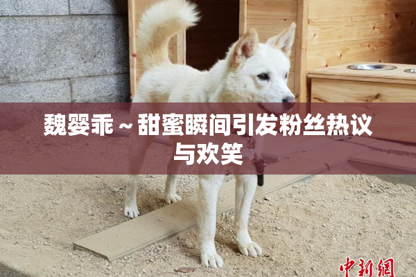 魏婴乖～甜蜜瞬间引发粉丝热议与欢笑