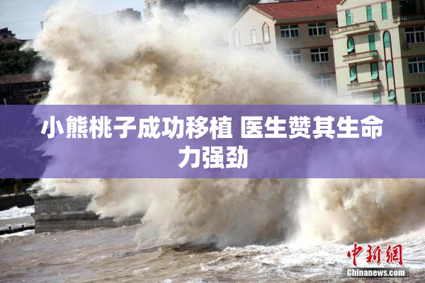 小熊桃子成功移植 医生赞其生命力强劲