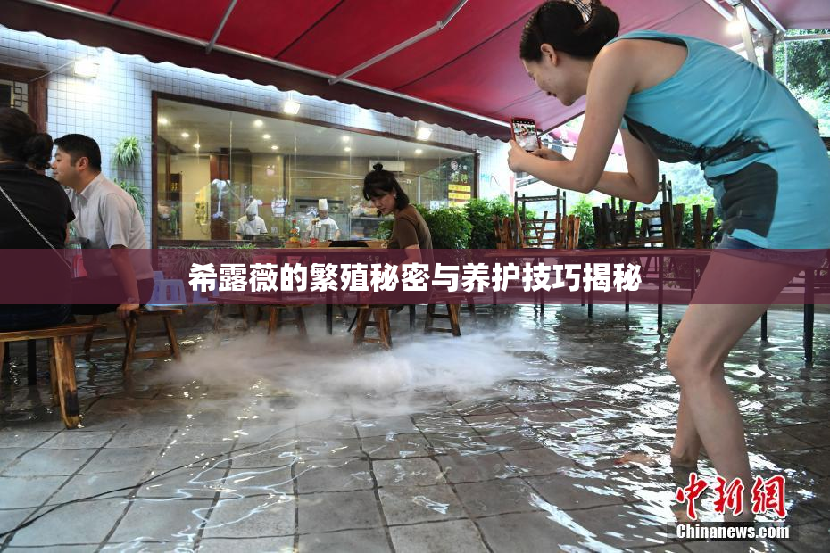 希露薇的繁殖秘密与养护技巧揭秘
