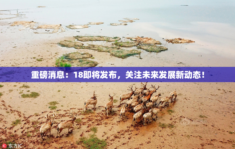重磅消息：18即将发布，关注未来发展新动态！