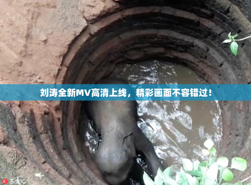 刘涛全新MV高清上线，精彩画面不容错过！