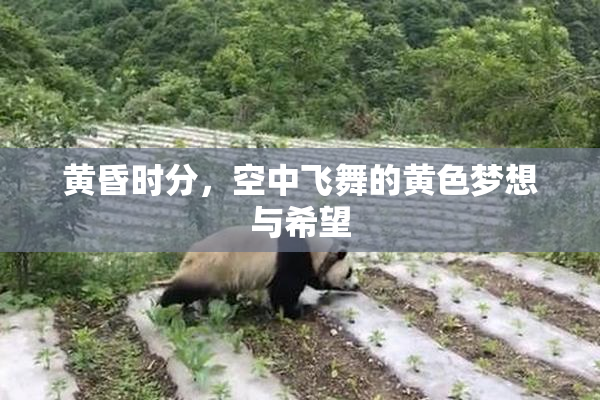 黄昏时分，空中飞舞的黄色梦想与希望