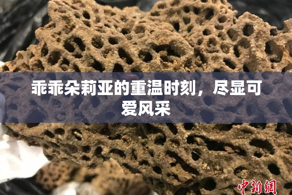 乖乖朵莉亚的重温时刻，尽显可爱风采