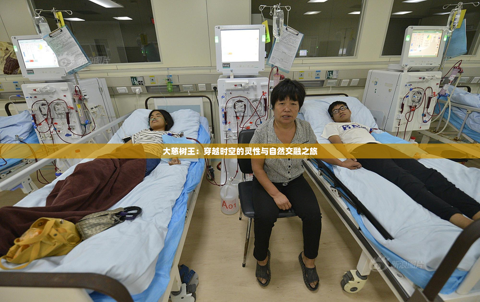 大慈树王：穿越时空的灵性与自然交融之旅