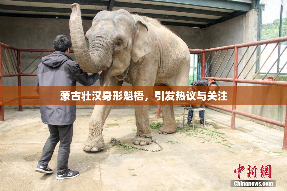蒙古壮汉身形魁梧，引发热议与关注