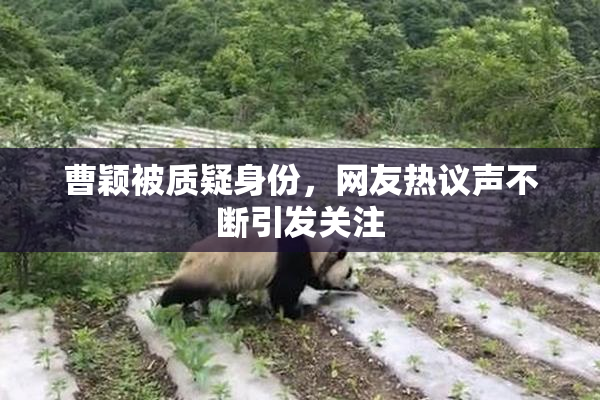 曹颖被质疑身份，网友热议声不断引发关注