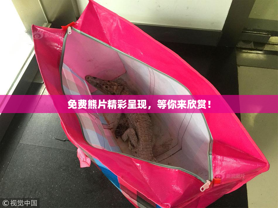 免费熊片精彩呈现，等你来欣赏！