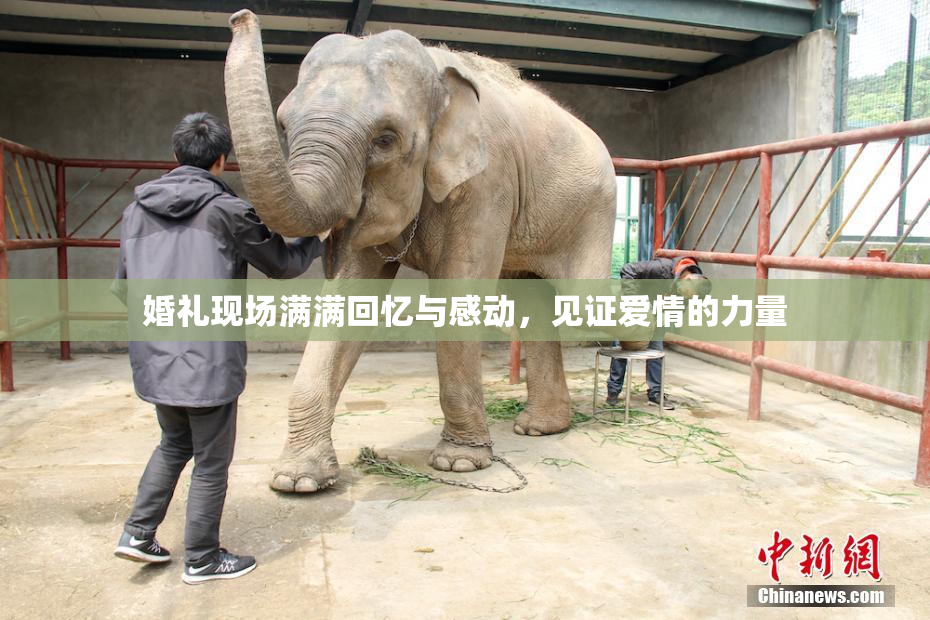 婚礼现场满满回忆与感动，见证爱情的力量