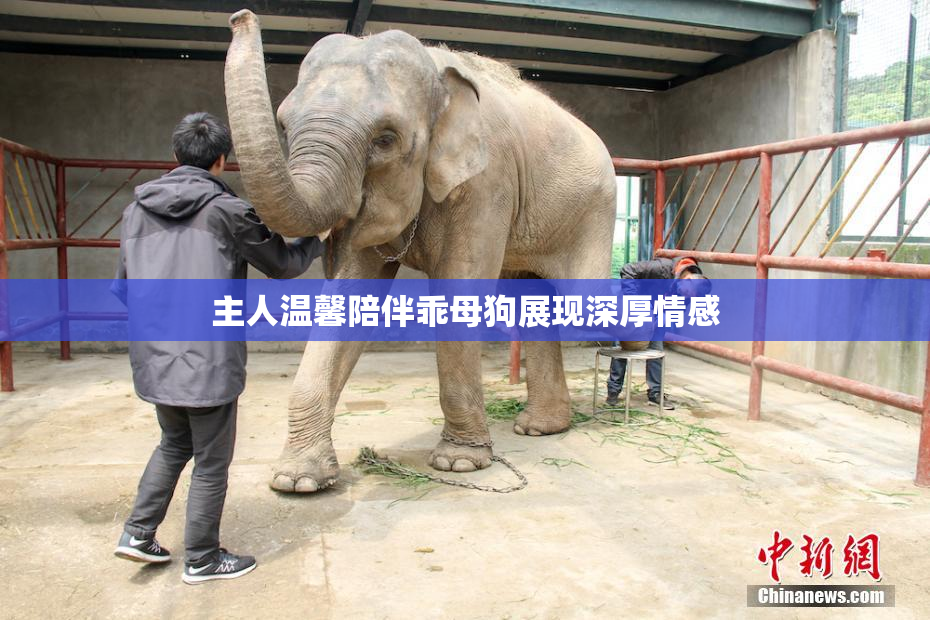 主人温馨陪伴乖母狗展现深厚情感