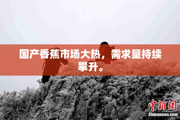国产香蕉市场大热，需求量持续攀升。