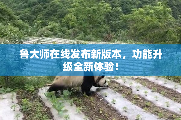 鲁大师在线发布新版本，功能升级全新体验！