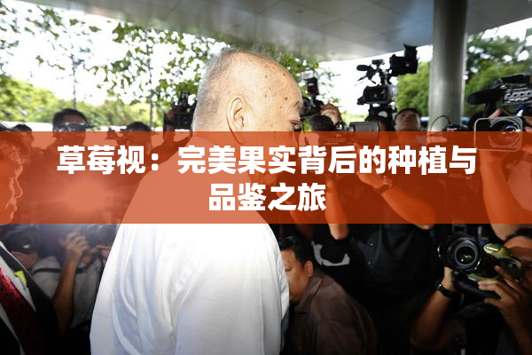 草莓视：完美果实背后的种植与品鉴之旅