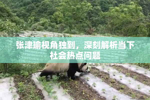 张津瑜视角独到，深刻解析当下社会热点问题