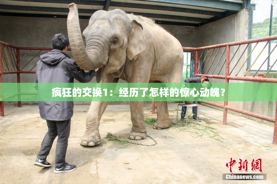 疯狂的交换1：经历了怎样的惊心动魄？