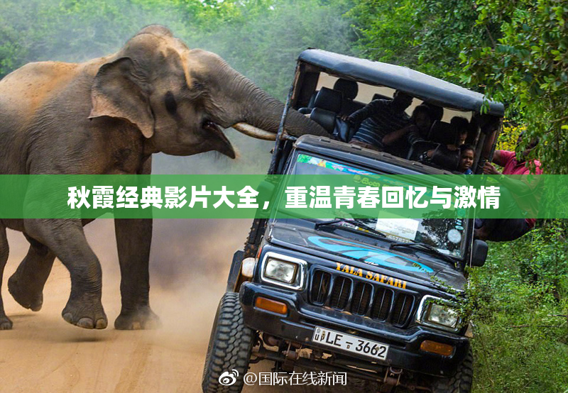 秋霞经典影片大全，重温青春回忆与激情