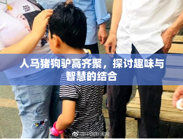 人马猪狗驴高齐聚，探讨趣味与智慧的结合