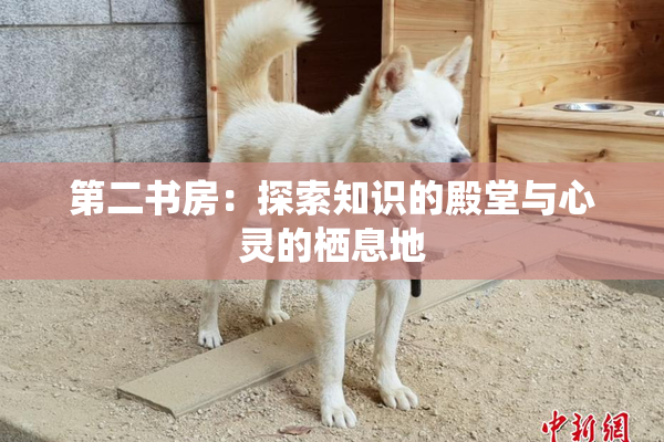 第二书房：探索知识的殿堂与心灵的栖息地