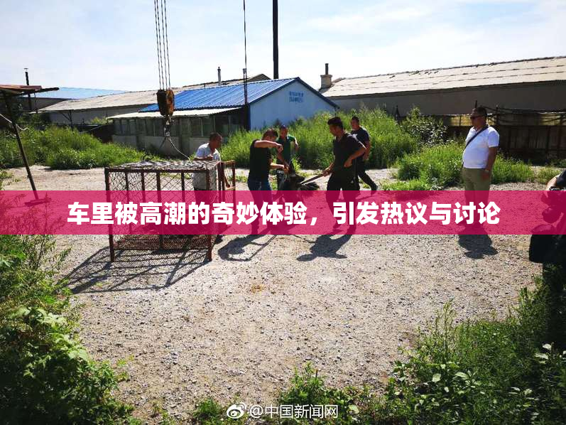 车里被高潮的奇妙体验，引发热议与讨论