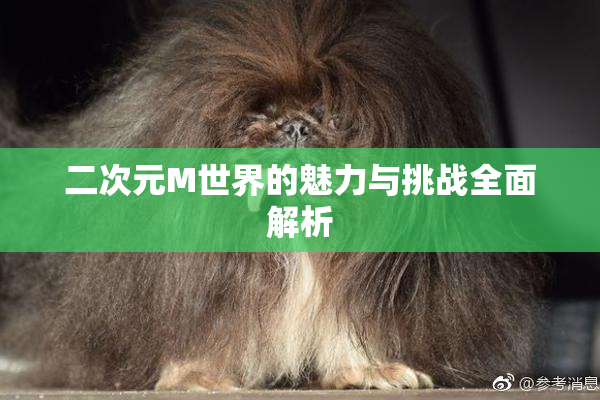 二次元M世界的魅力与挑战全面解析