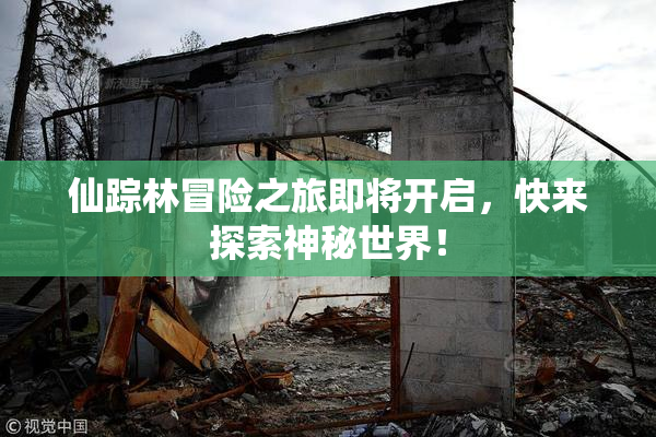 仙踪林冒险之旅即将开启，快来探索神秘世界！