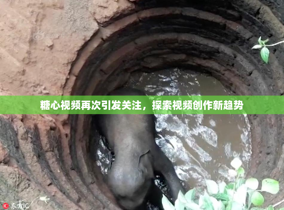糖心视频再次引发关注，探索视频创作新趋势